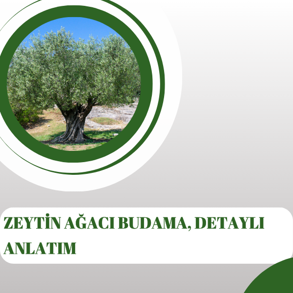 Zeytin Ağacı Budama, Detaylı Anlatım.