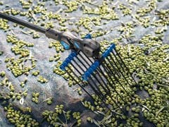 Campagnola Alice Star Zeytin ve Meyve Hasat Makinesi